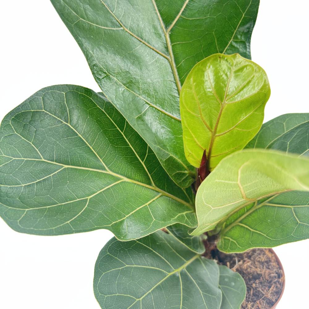Ficus Lyrata Bambino, 35 cm, planta de apartament decorativa cu frunze de Vioara