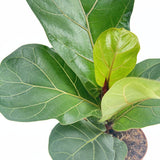 Ficus Lyrata Bambino, 35 cm, planta de apartament decorativa cu frunze de Vioara