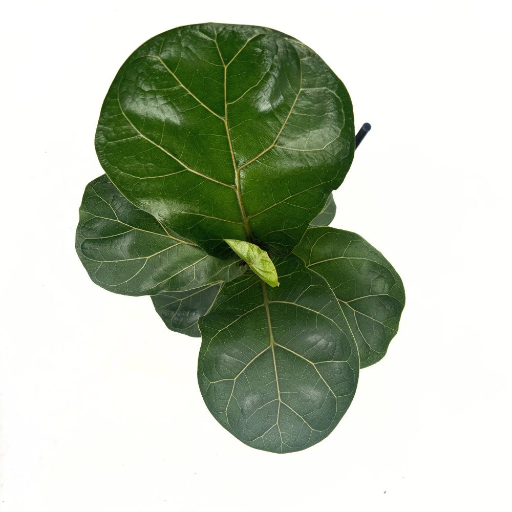 Ficus Lyrata Bambino, 35 cm, planta de apartament decorativa cu frunze de Vioara
