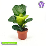 Ficus Lyrata Bambino, 35 cm, planta de apartament decorativa cu frunze de Vioara