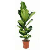 Ficus Lyrata, 140 cm, planta de apartament decorativa cu frunze de Vioara