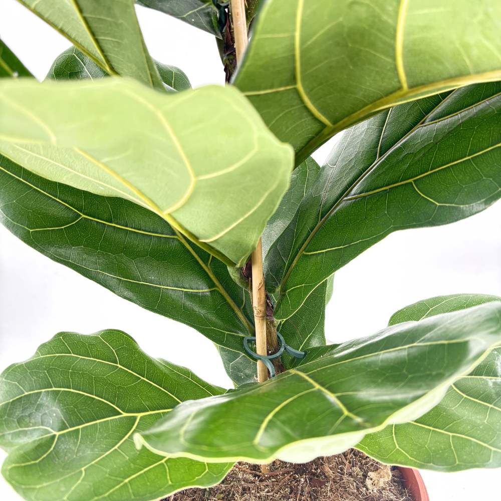 Ficus Lyrata, 140 cm, planta de apartament decorativa cu frunze de Vioara