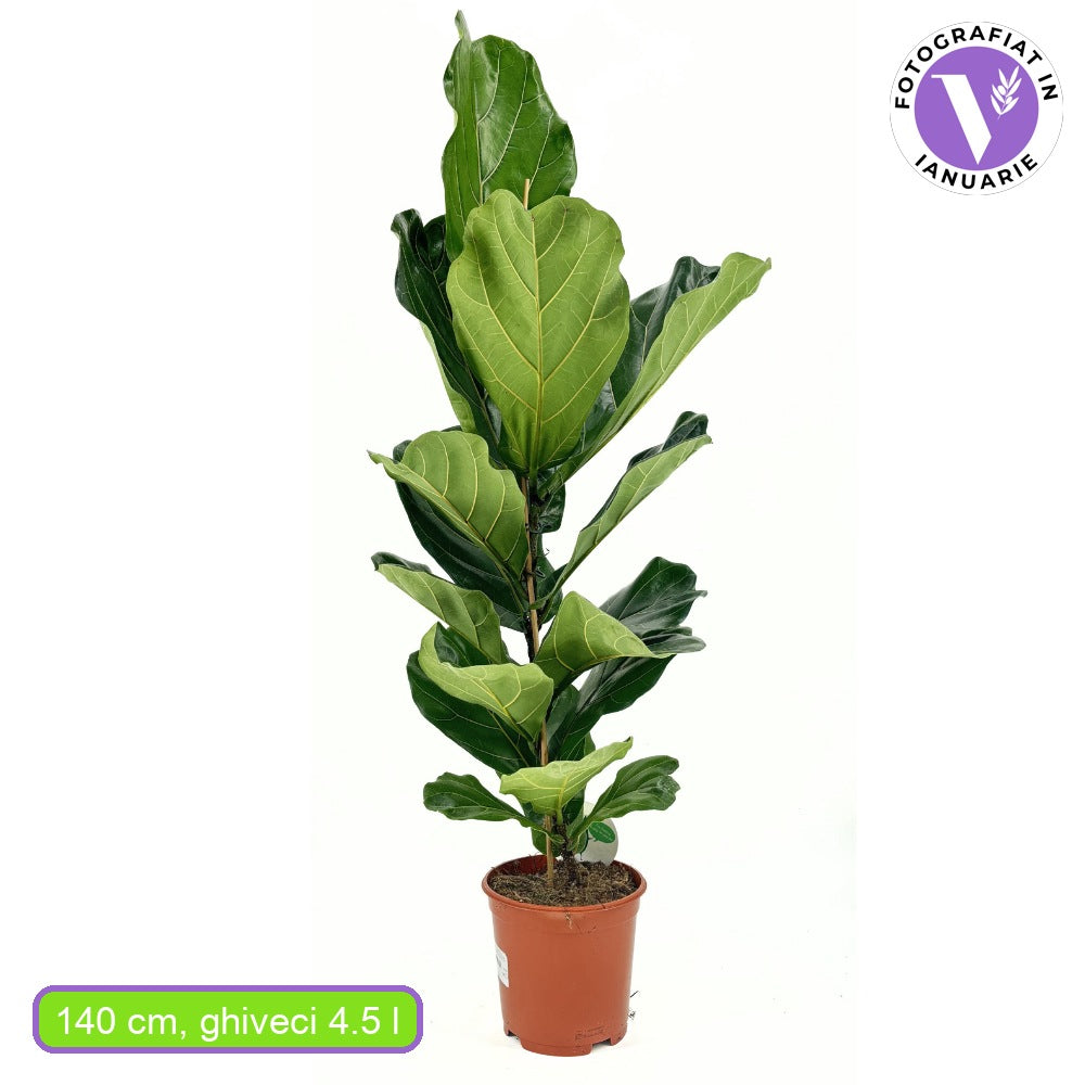Ficus Lyrata, 140 cm, planta de apartament decorativa cu frunze de Vioara
