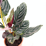 Planta Care Se Roaga (Calathea Ornata), 60 cm, planta de interior tropicala cu frunze verzi si dungi roz, dos mov