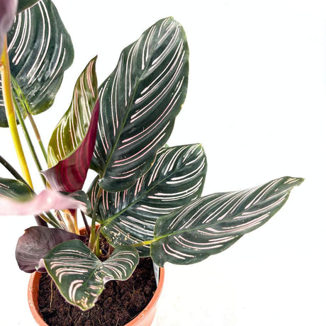 Planta Care Se Roaga (Calathea Ornata), 60 cm, planta de interior tropicala cu frunze verzi si dungi roz, dos mov