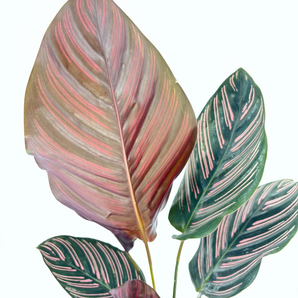 Planta Care Se Roaga (Calathea Ornata), 60 cm, planta de interior tropicala cu frunze verzi si dungi roz, dos mov