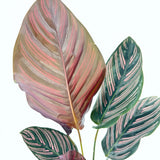 Planta Care Se Roaga (Calathea Ornata), 60 cm, planta de interior tropicala cu frunze verzi si dungi roz, dos mov
