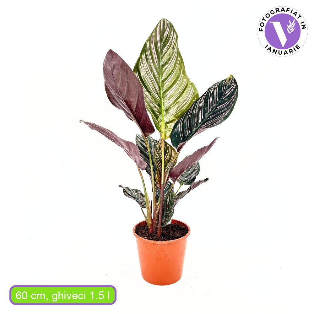 Planta Care Se Roaga (Calathea Ornata) - 60 cm