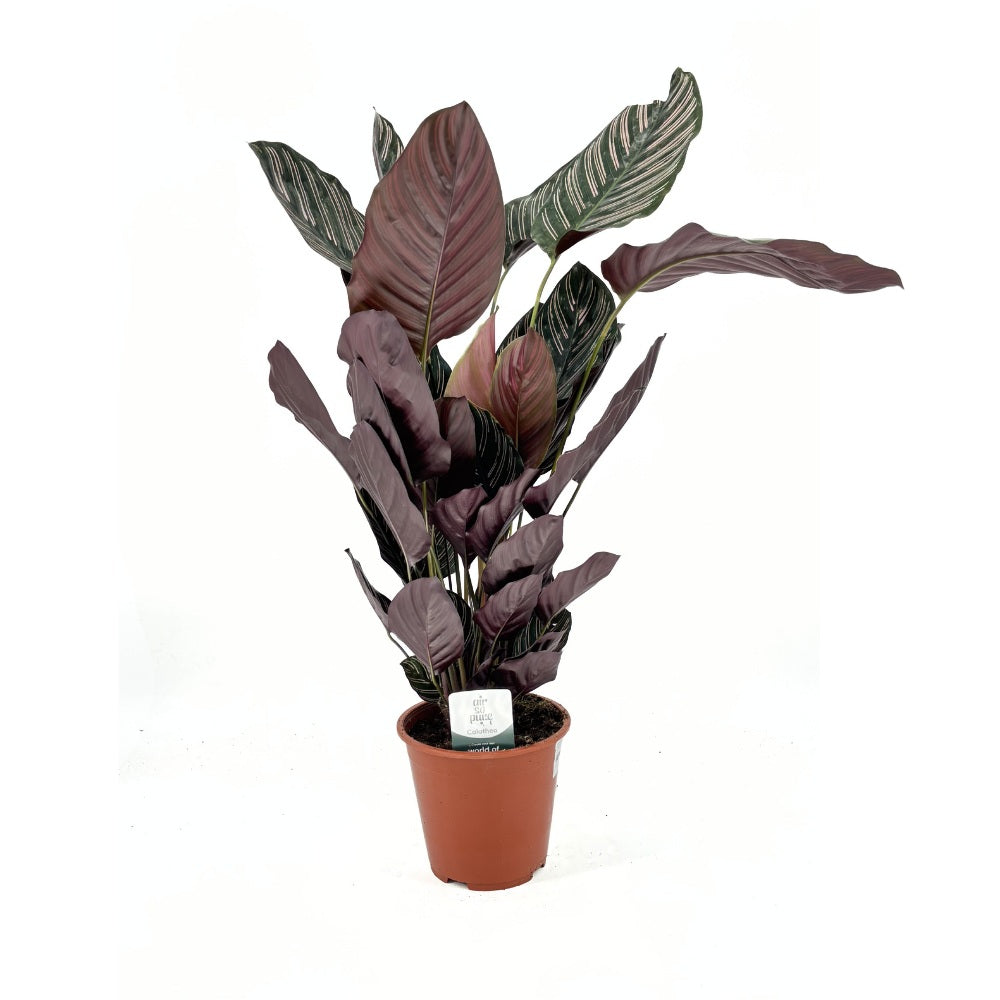 Planta Care Se Roaga (Calathea Ornata) - 90 cm