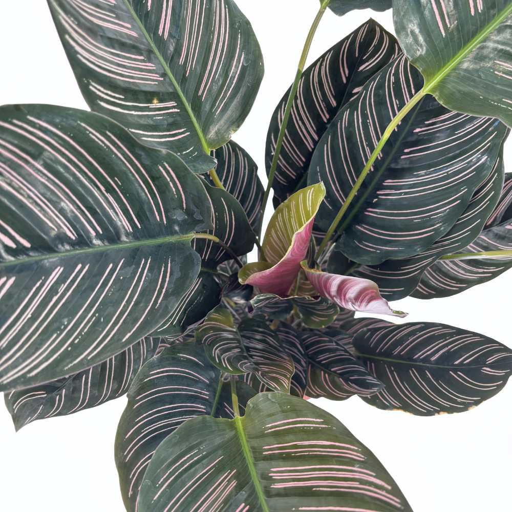 Planta Care Se Roaga (Calathea Ornata), 90-100 cm, planta de interior tropicala cu frunze verzi si dungi roz, dos mov
