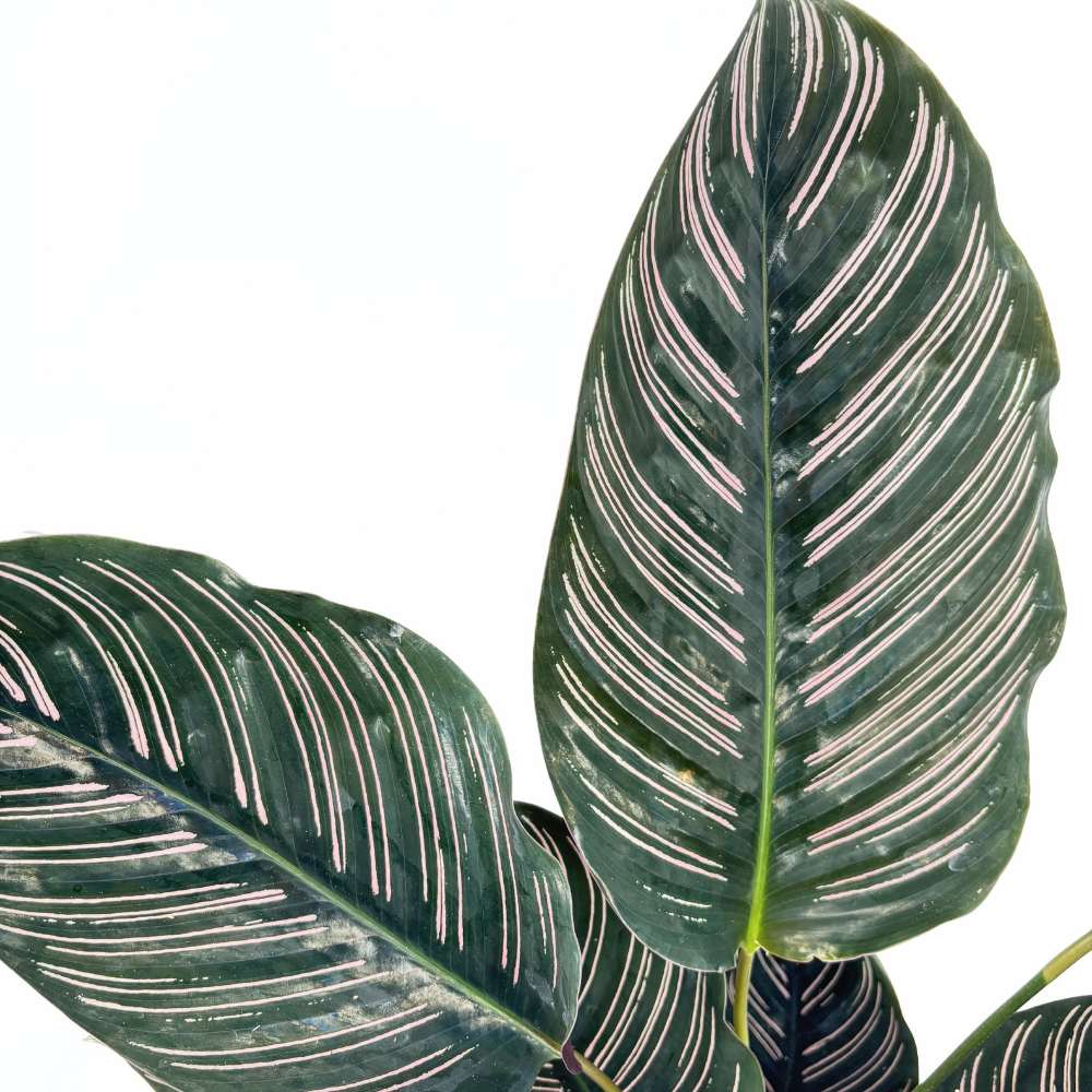Planta Care Se Roaga (Calathea Ornata), 90-100 cm, planta de interior tropicala cu frunze verzi si dungi roz, dos mov
