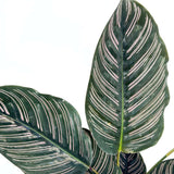 Planta Care Se Roaga (Calathea Ornata), 90-100 cm, planta de interior tropicala cu frunze verzi si dungi roz, dos mov