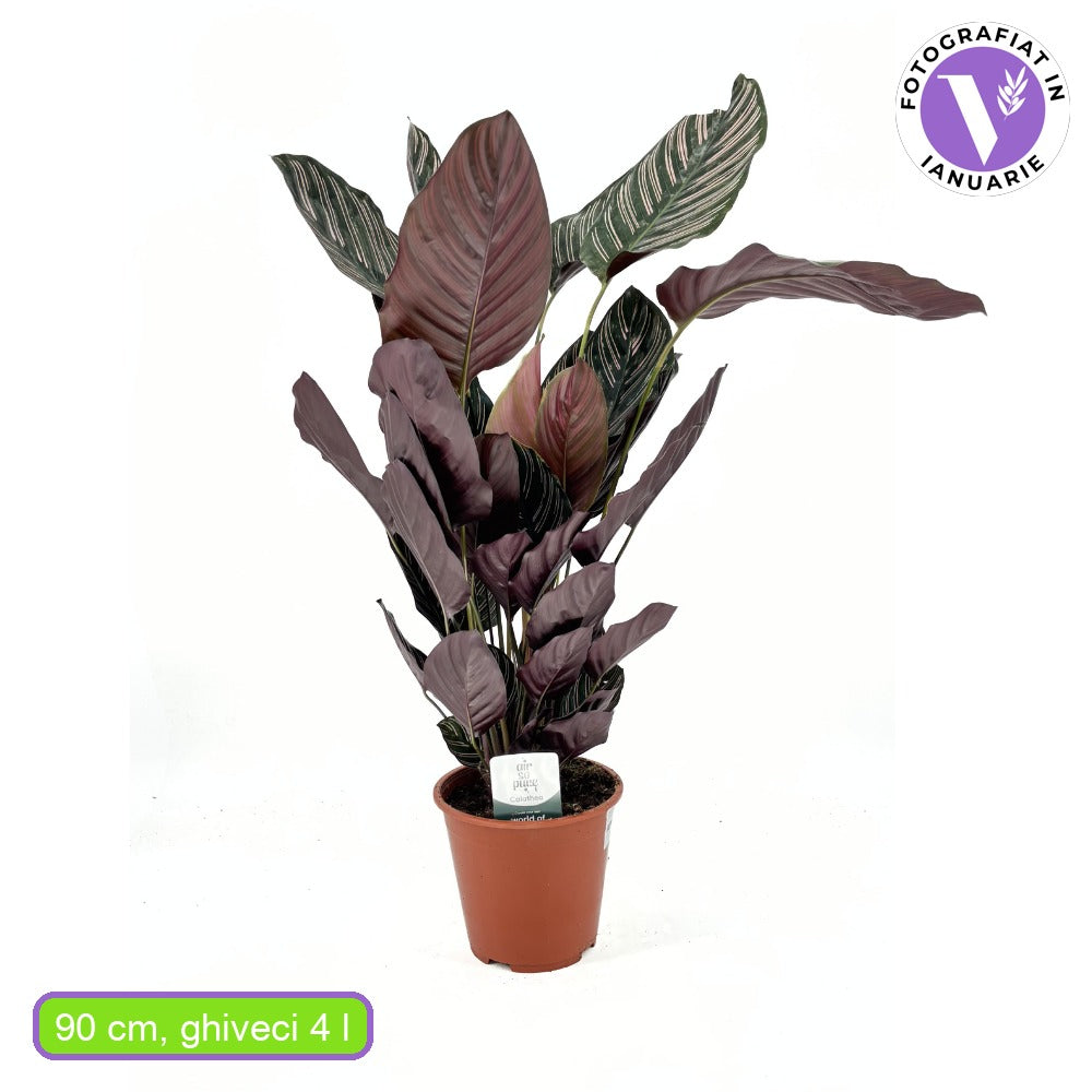 Planta Care Se Roaga (Calathea Ornata), 90-100 cm, planta de interior tropicala cu frunze verzi si dungi roz, dos mov