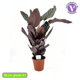 Planta Care Se Roaga (Calathea Ornata), 90-100 cm, planta de interior tropicala cu frunze verzi si dungi roz, dos mov