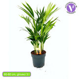 Palmier Areca Dypsis Lutescens, 60/80 cm, planta de apartament eleganta, purificare aer, usor de intretinut