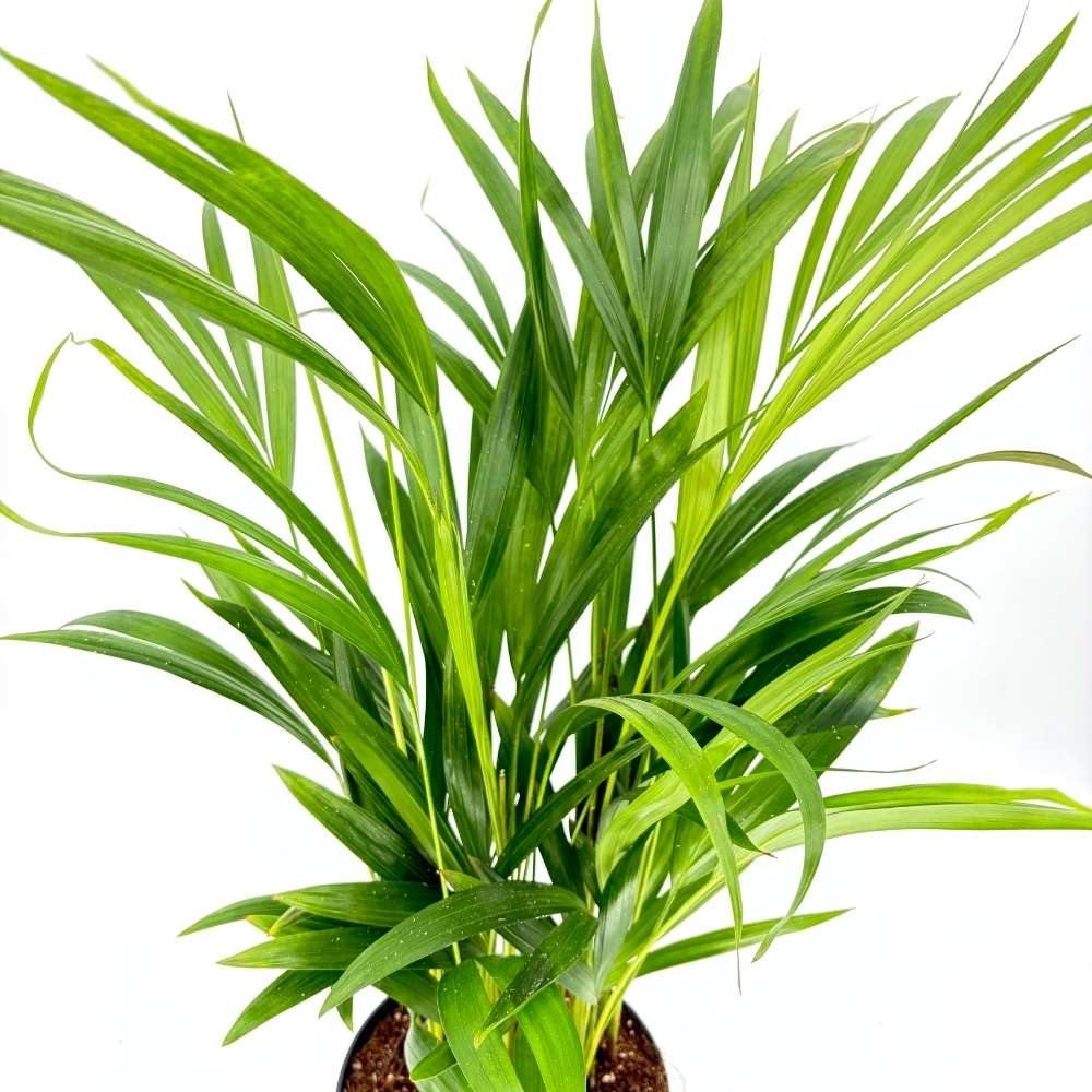 Palmier Areca Dypsis Lutescens, 60/80 cm, planta de apartament eleganta, purificare aer, usor de intretinut