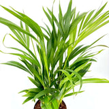Palmier Areca Dypsis Lutescens, 60/80 cm, planta de apartament eleganta, purificare aer, usor de intretinut