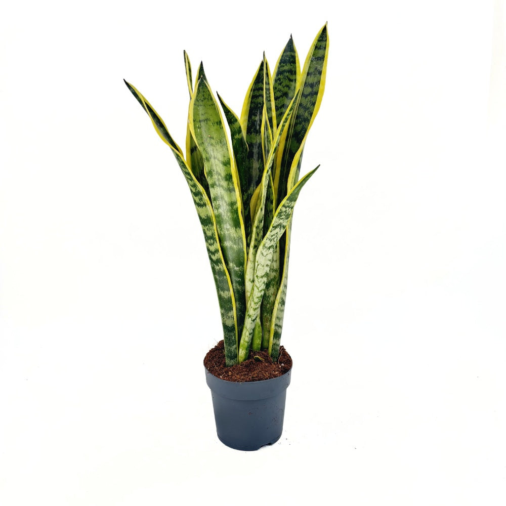 Sansevieria (Limba Soacrei) Laurentii, 55 cm, planta de interior purificatoare de aer, frunze verzi cu margini galbene elegante, ingrijire foatre usoara
