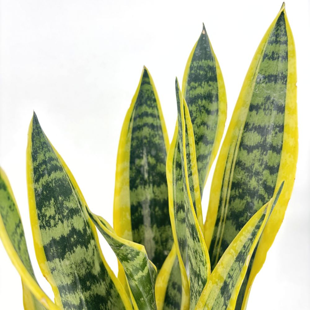 Sansevieria (Limba Soacrei) Laurentii, 55 cm, planta de interior purificatoare de aer, frunze verzi cu margini galbene elegante, ingrijire foatre usoara