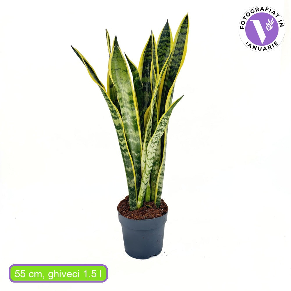 Sansevieria (Limba Soacrei) Laurentii, 55 cm, planta de interior purificatoare de aer, frunze verzi cu margini galbene elegante, ingrijire foatre usoara