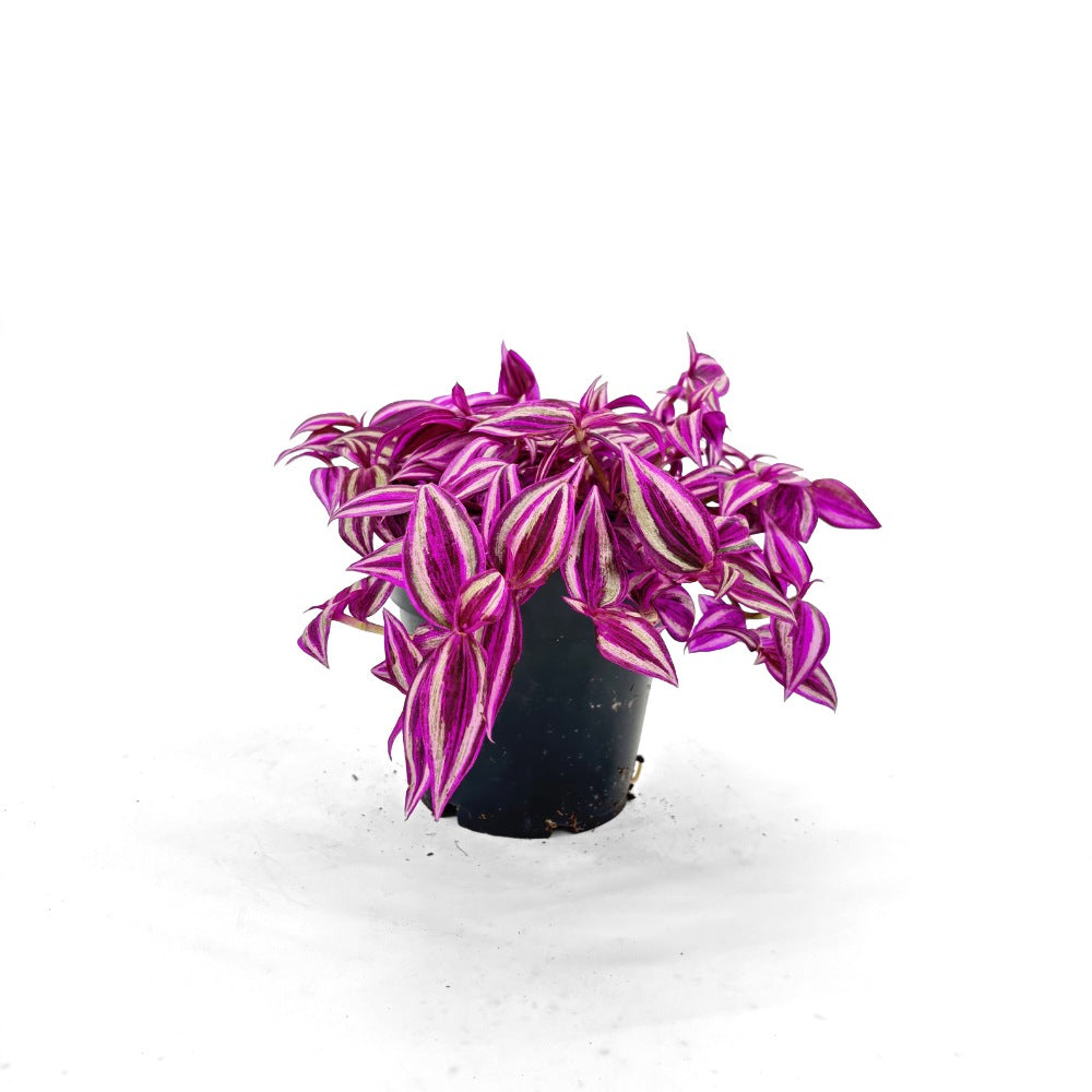 Tradescantia Zebrina Pink Paradise, 40 cm, planta de interior cu frunze roz verzi argintii, crestere rapida