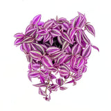 Tradescantia Zebrina Pink Paradise, 40 cm, planta de interior cu frunze roz verzi argintii, crestere rapida