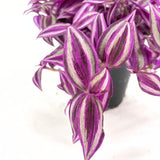 Tradescantia Zebrina Pink Paradise, 40 cm, planta de interior cu frunze roz verzi argintii, crestere rapida
