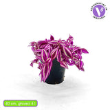 Tradescantia Zebrina Pink Paradise, 40 cm, planta de interior cu frunze roz verzi argintii, crestere rapida