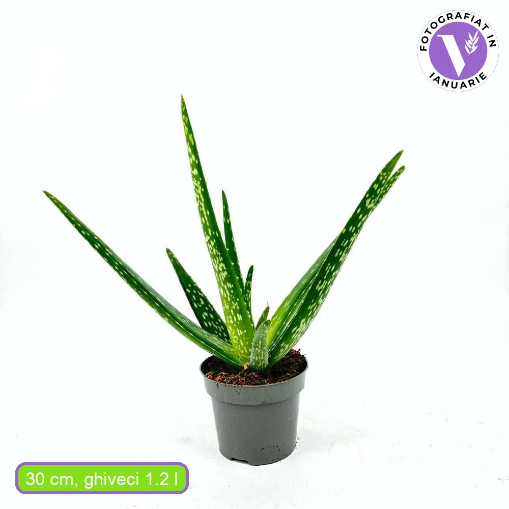 Aloe Vera Planta in Ghiveci, Gel Natural pentru Piele, Ingrijire si Vindecare - 30 cm