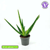 Aloe Vera Planta in Ghiveci, Gel Natural pentru Piele, Ingrijire si Vindecare - 30 cm