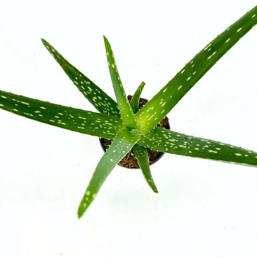 Aloe Vera Planta in Ghiveci, Gel Natural pentru Piele, Ingrijire si Vindecare - 30 cm