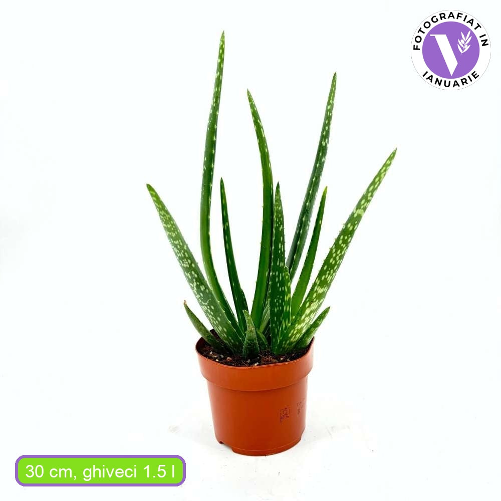Aloe Vera Planta in Ghiveci – Gel Natural pentru Piele, Ingrijire si Vindecare - 40-45 cm