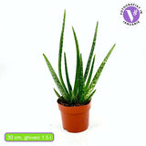 Aloe Vera Planta in Ghiveci – Gel Natural pentru Piele, Ingrijire si Vindecare - 40-45 cm