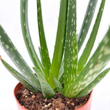 Aloe Vera Planta in Ghiveci – Gel Natural pentru Piele, Ingrijire si Vindecare - 40-45 cm