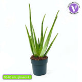 Aloe Vera planta in ghiveci,  50-60 cm, gel natural pentru piele, ingrijire si vindecare