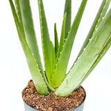 Aloe Vera Planta in Ghiveci, 15-25 cm, Gel Natural pentru Piele, Ingrijire si Vindecare