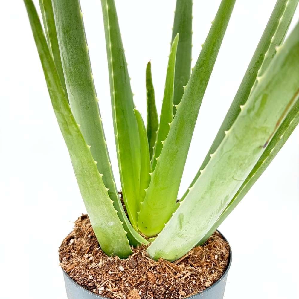 Aloe Vera planta in ghiveci,  50-60 cm, gel natural pentru piele, ingrijire si vindecare
