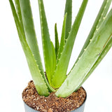 Aloe Vera planta in ghiveci,  50-60 cm, gel natural pentru piele, ingrijire si vindecare
