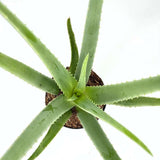 Aloe Vera planta in ghiveci,  50-60 cm, gel natural pentru piele, ingrijire si vindecare