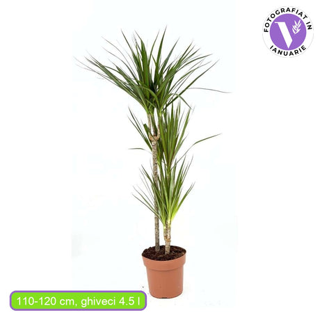 Trunchiul Fericirii (Dracena) Marginata, 110-120 cm, 3 Tulpini, planta decorativa cu frunze subtiri si tulpina inalta