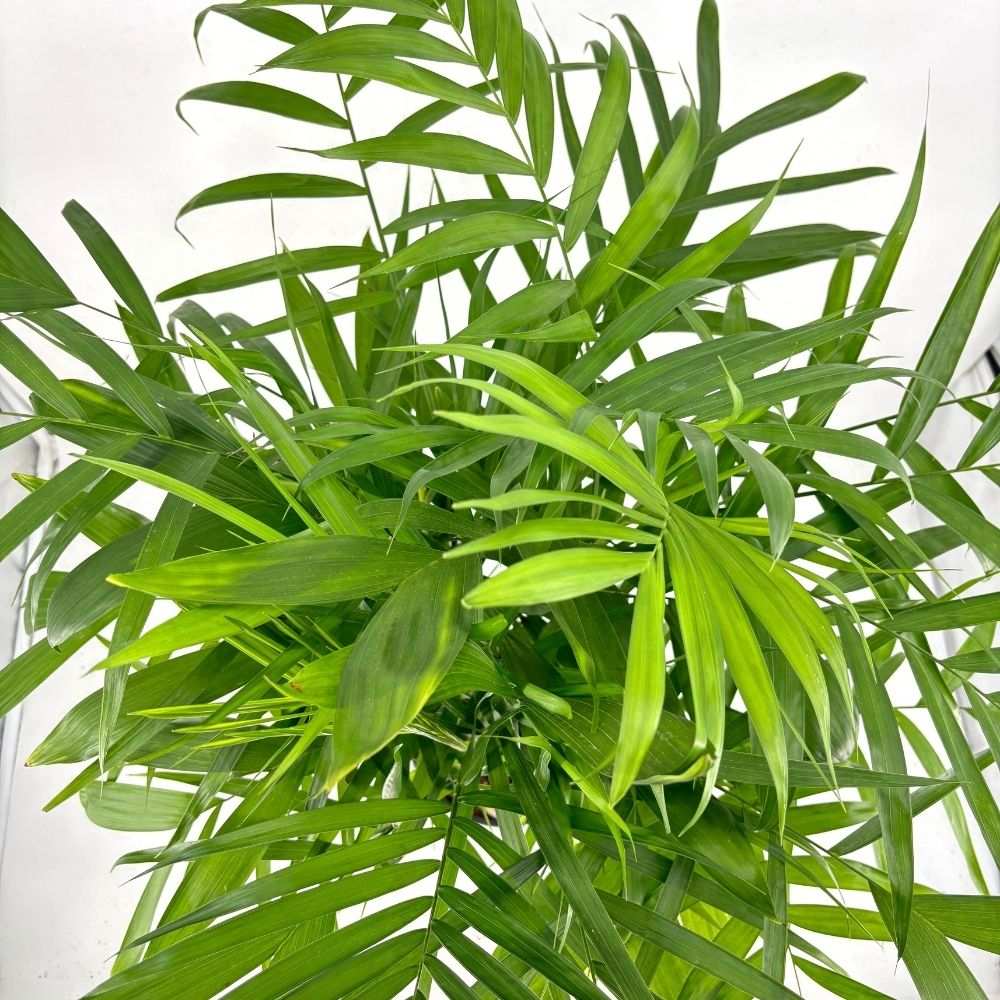 Palmier de Bambus (Chamaedorea seifrizii), 110 cm, planta de interior, aer curat, intretinere redusa