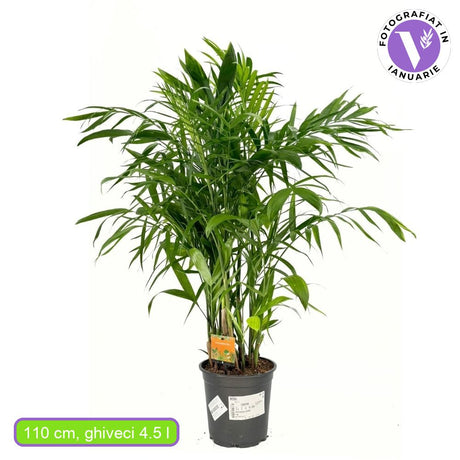 Palmier de Bambus (Chamaedorea seifrizii), 110 cm, planta de interior, aer curat, intretinere redusa