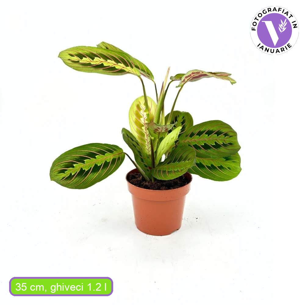 Planta Care se Roaga Tricolor (Maranta) Fascinator, 35 cm, frunze colorate verde-rosu, purificatoare de aer