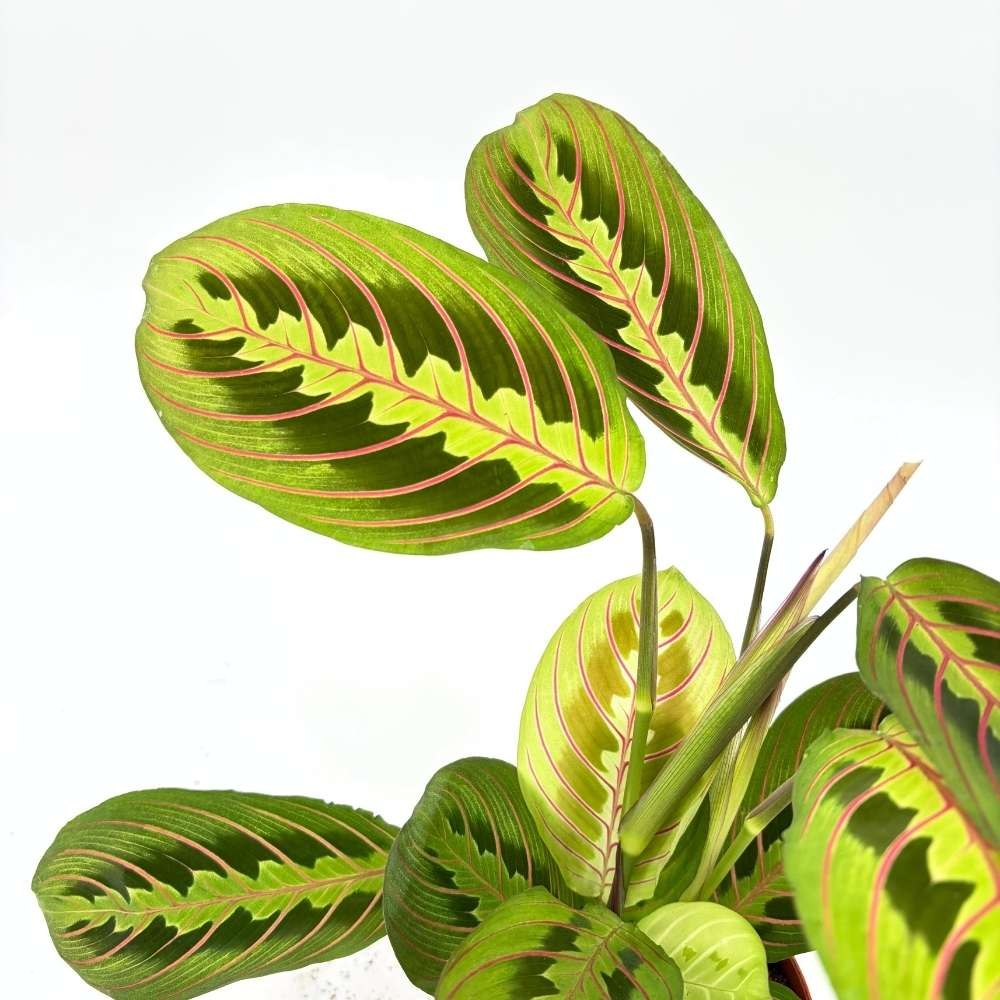 Planta Care se Roaga Tricolor (Maranta) Fascinator, 35 cm, frunze colorate verde-rosu, purificatoare de aer