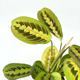 Planta Care se Roaga Tricolor (Maranta) Fascinator, 35 cm, frunze colorate verde-rosu, purificatoare de aer