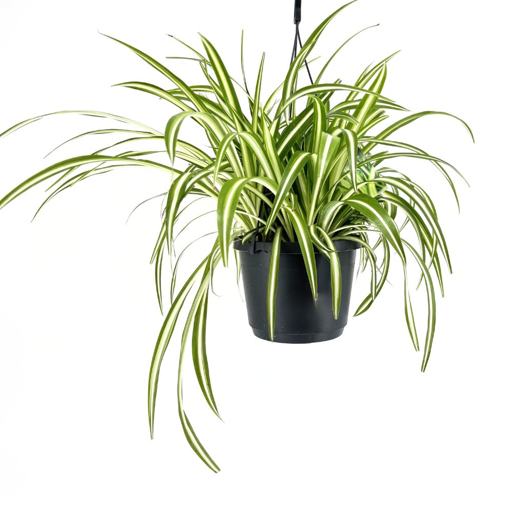 Planta Paianjen (Chlorophytum Comosum) Variegatum, 35 cm, planta de interior decorativa si purificatoare de aer