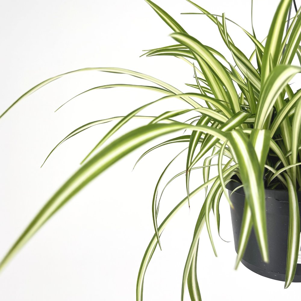 Planta Paianjen (Chlorophytum Comosum) Variegatum, 35 cm, planta de interior decorativa si purificatoare de aer
