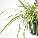 Planta Paianjen (Chlorophytum Comosum) Variegatum, 35 cm, planta de interior decorativa si purificatoare de aer