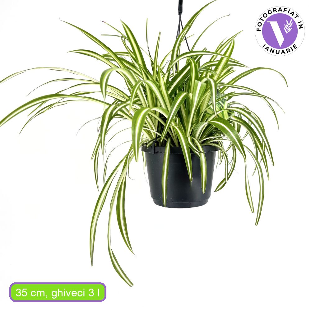 Planta Paianjen (Chlorophytum Comosum) Variegatum, 35 cm, planta de interior decorativa si purificatoare de aer