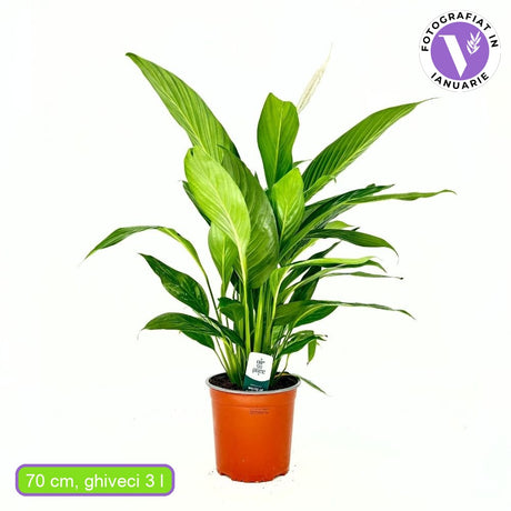 Crinul Pacii Spathiphyllum Pearl Cupido, planta de interior cu flori albe elegante si frunze verzi lucioase, purificator natural de aer - 70 cm